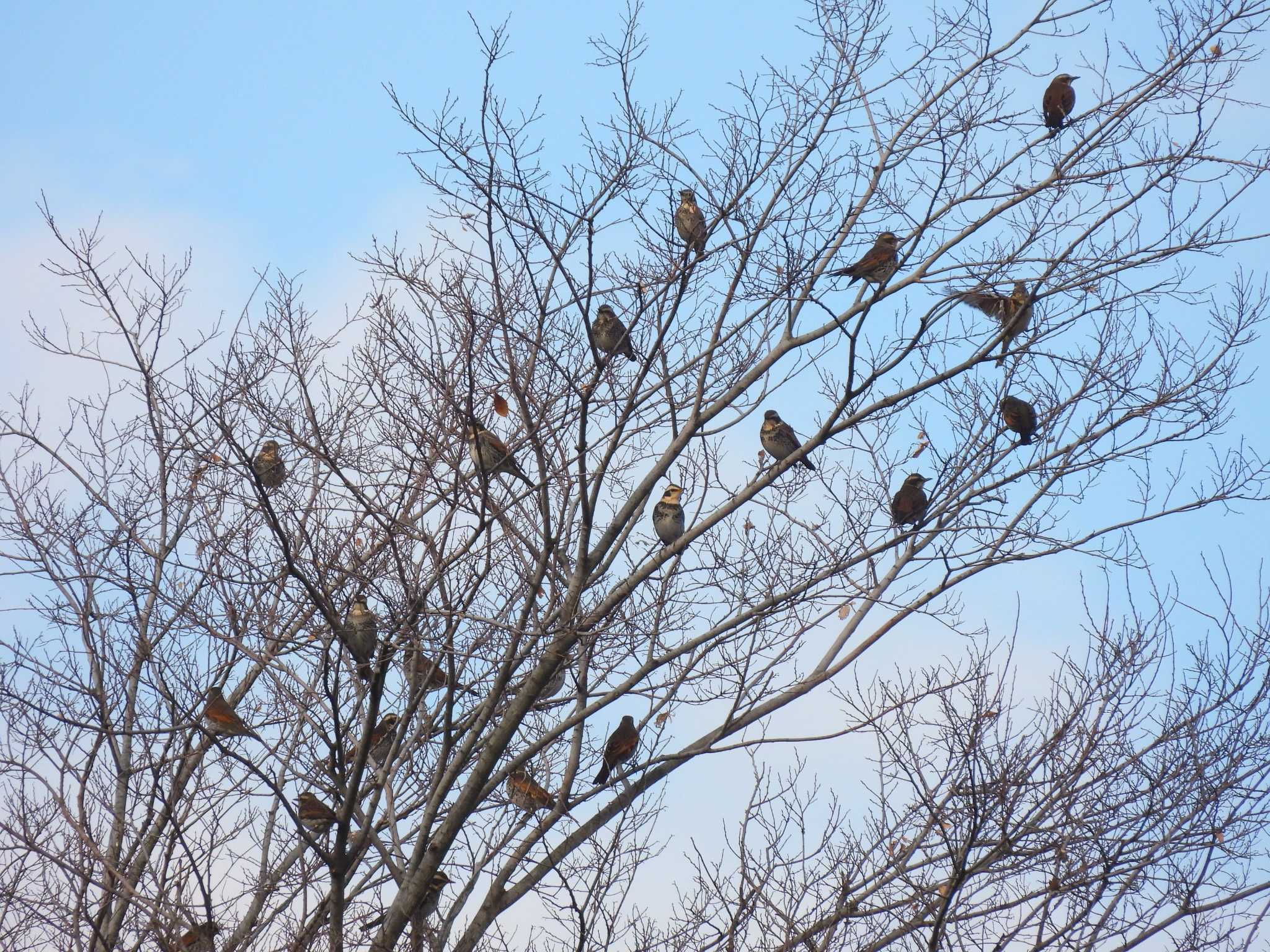 Dusky Thrush