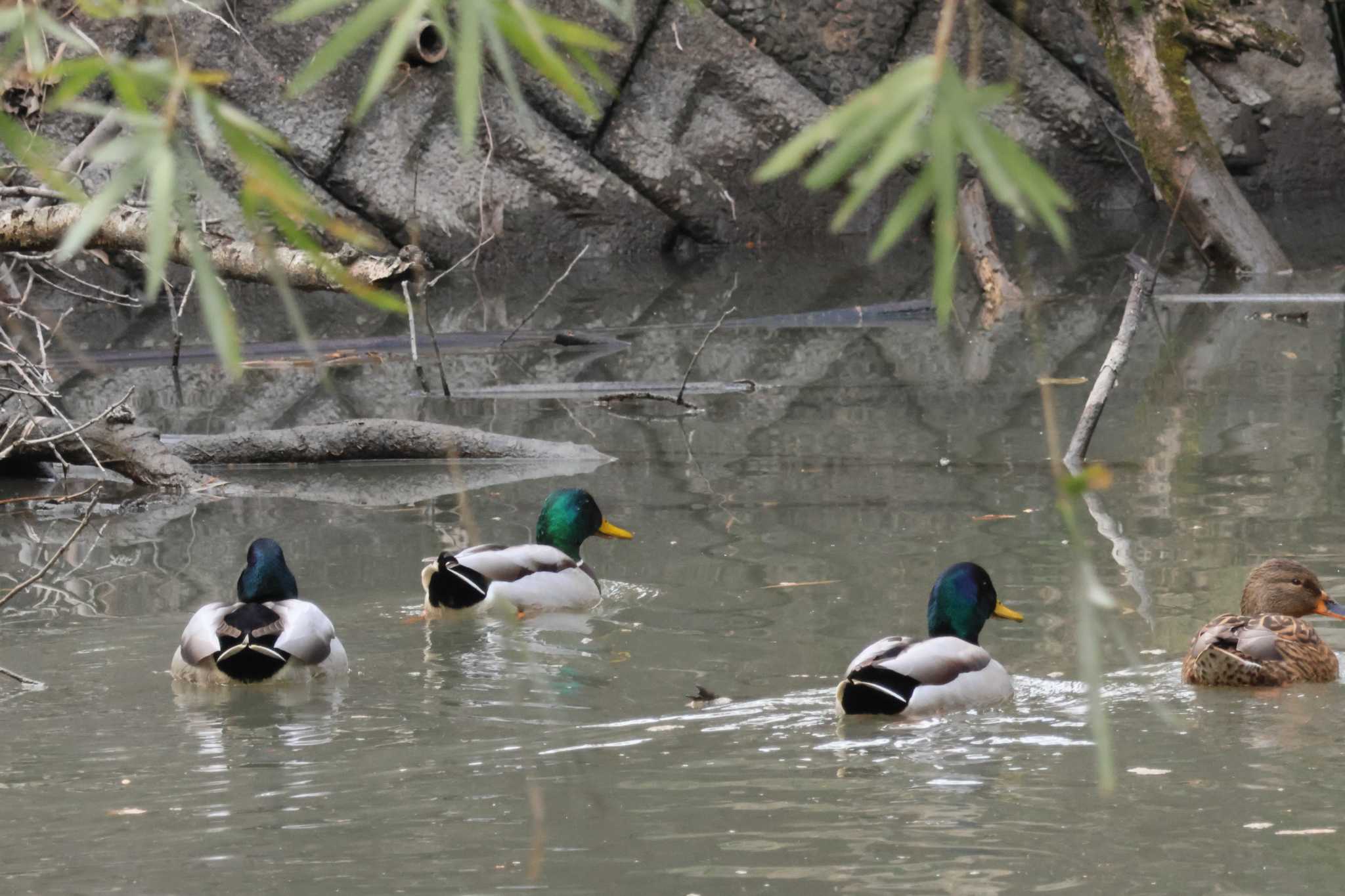 Photo of Domestic duck at 佐賀県 横武クリーク公園 by momochan