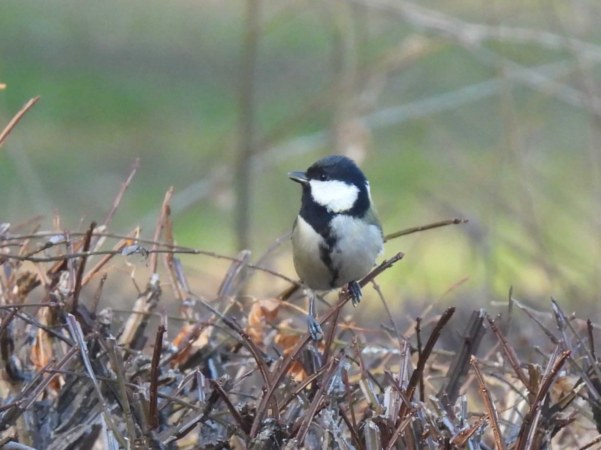 Japanese Tit