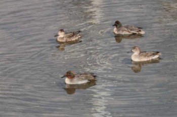 Green-winged Teal 筑紫野市山口川 Sat, 12/2/2023