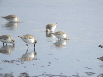 ハマシギ ふなばし三番瀬海浜公園 2024年1月13日(土)