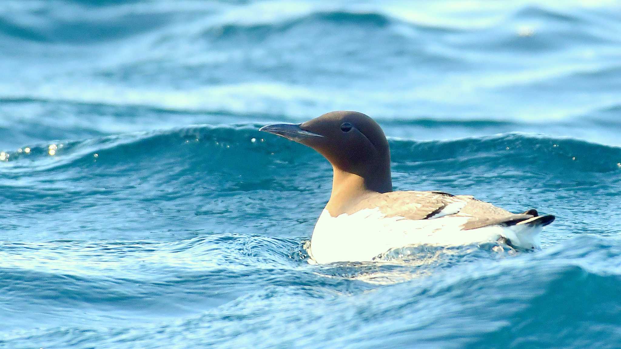 Common Murre