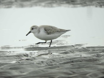 ミユビシギ ふなばし三番瀬海浜公園 2024年1月13日(土)