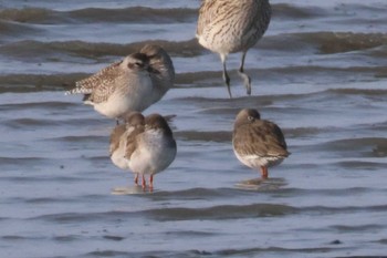 Common Redshank Daijugarami Higashiyoka Coast Fri, 1/12/2024