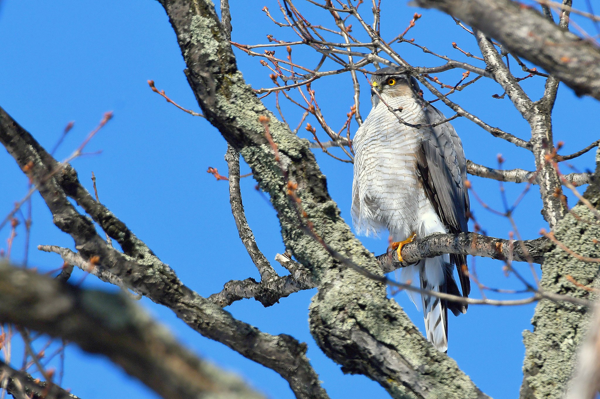 Photo of Eurasian Sparrowhawk at 北海道 by Markee Norman