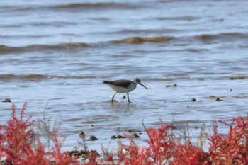 Marsh Sandpiper Daijugarami Higashiyoka Coast Wed, 11/1/2023