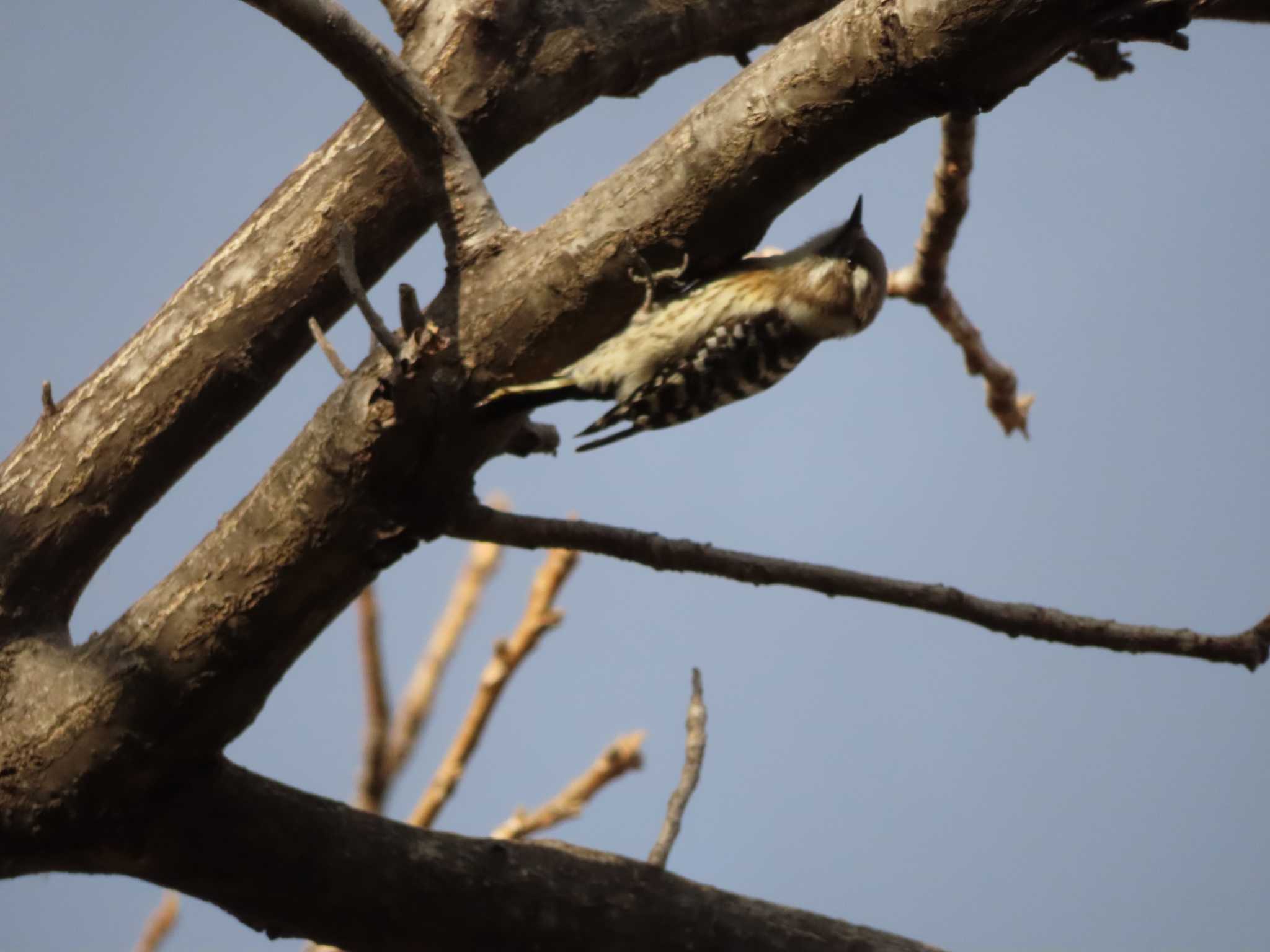 Japanese Pygmy Woodpecker