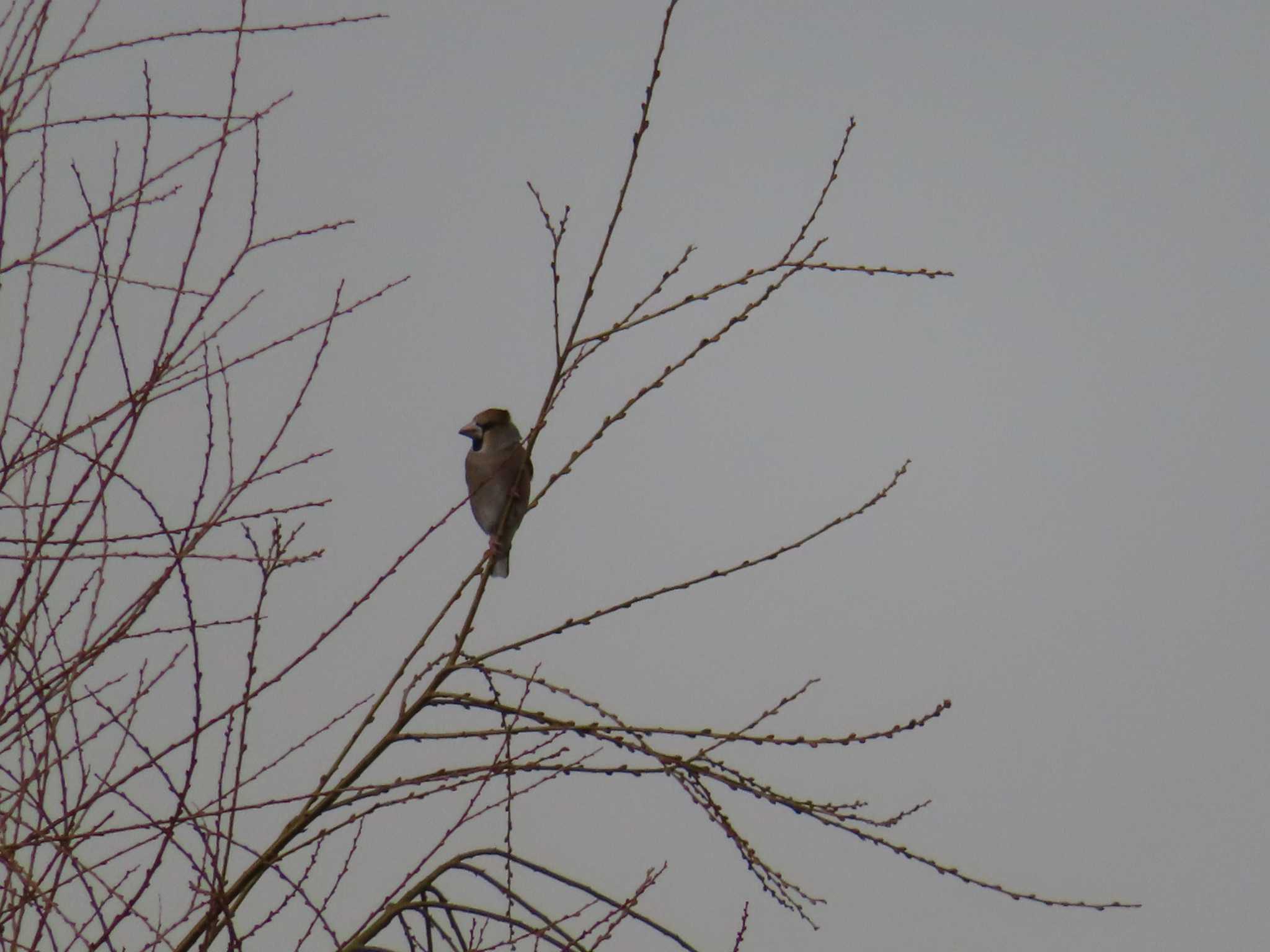 Hawfinch