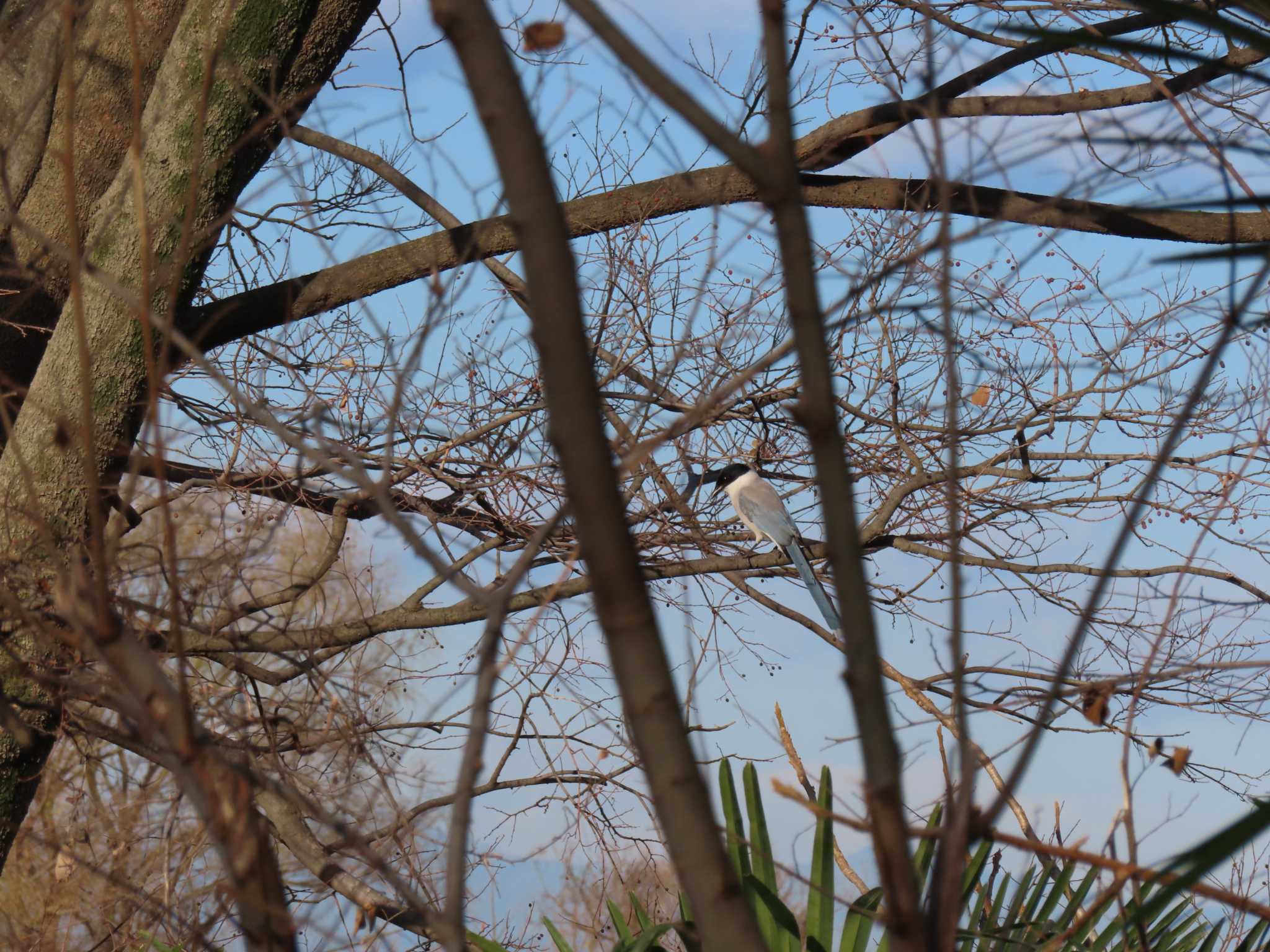 Azure-winged Magpie