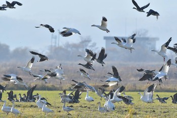 ハクガン 北海道 撮影日未設定