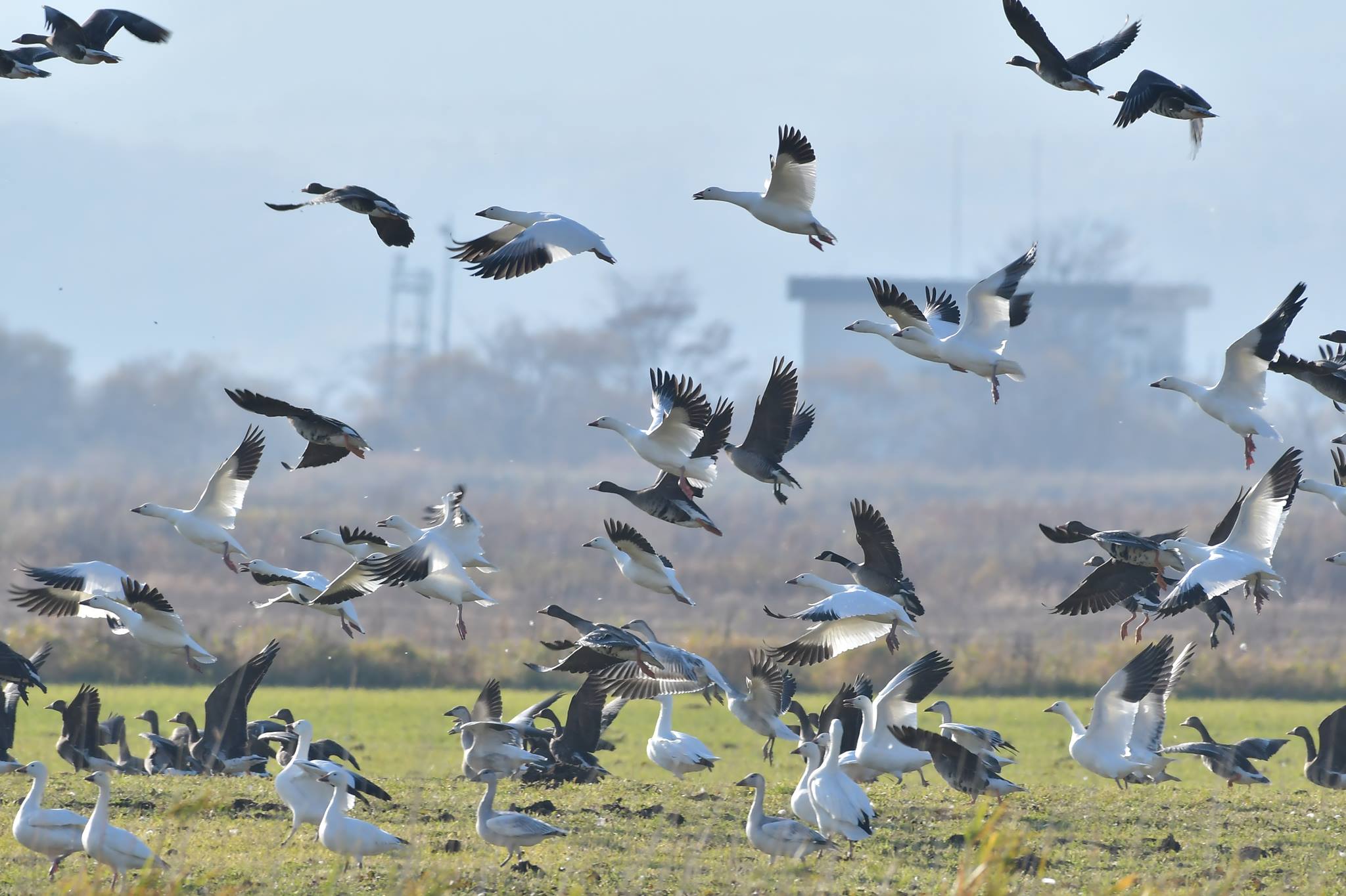 Photo of Snow Goose at 北海道 by Markee Norman