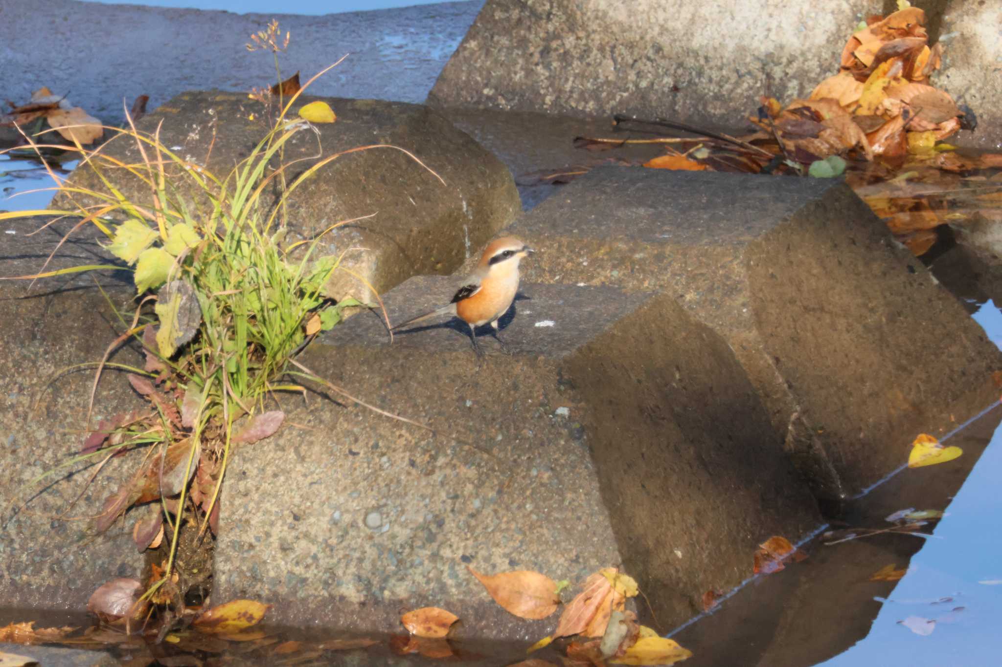 Photo of Bull-headed Shrike at 菊池川白石堰河川公園 by momochan