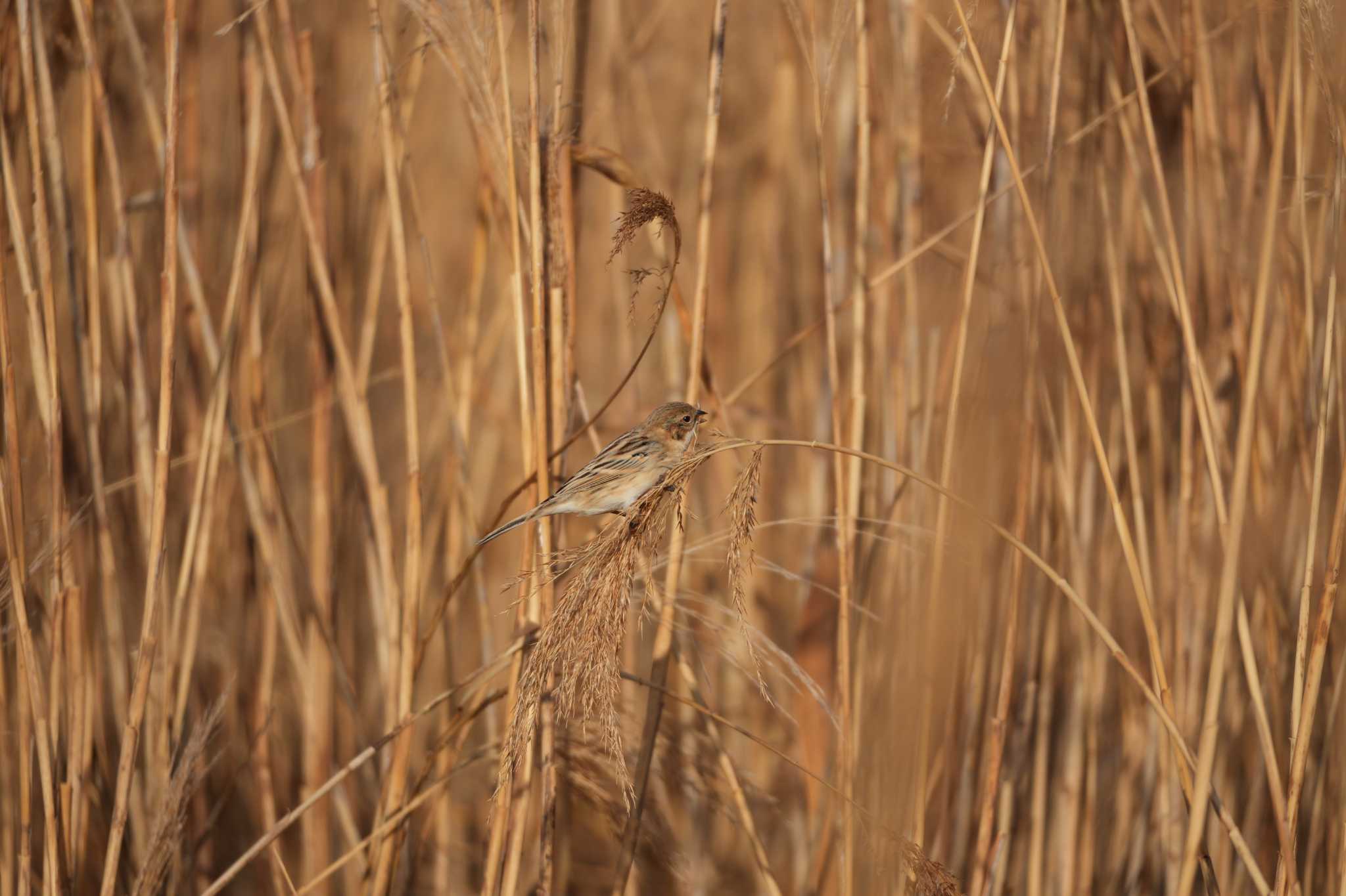 Pallas's Reed Bunting