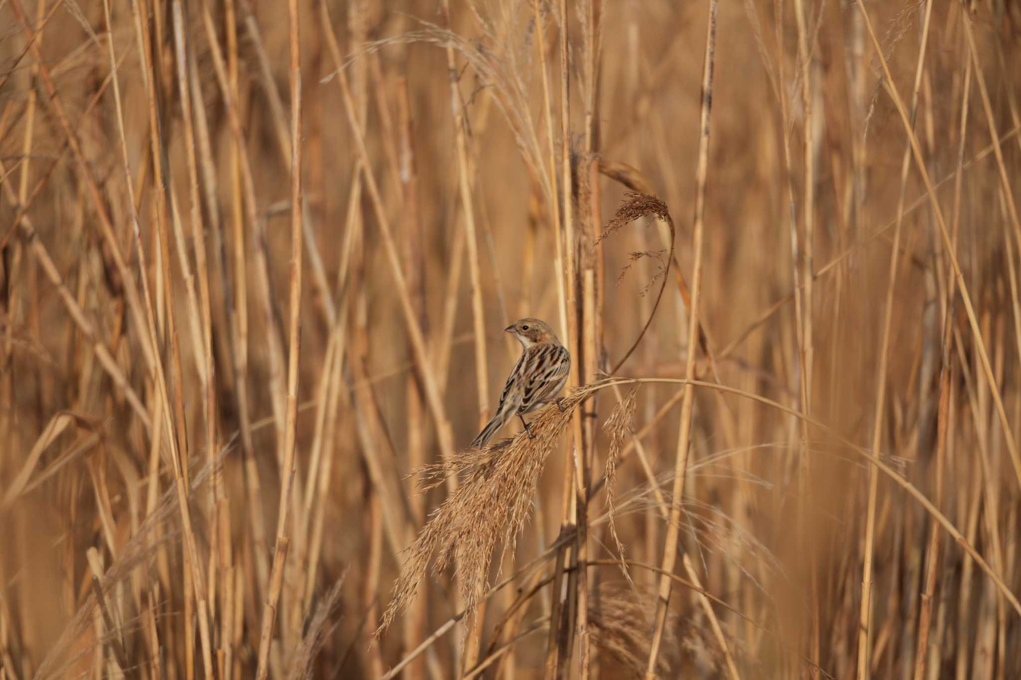 Pallas's Reed Bunting