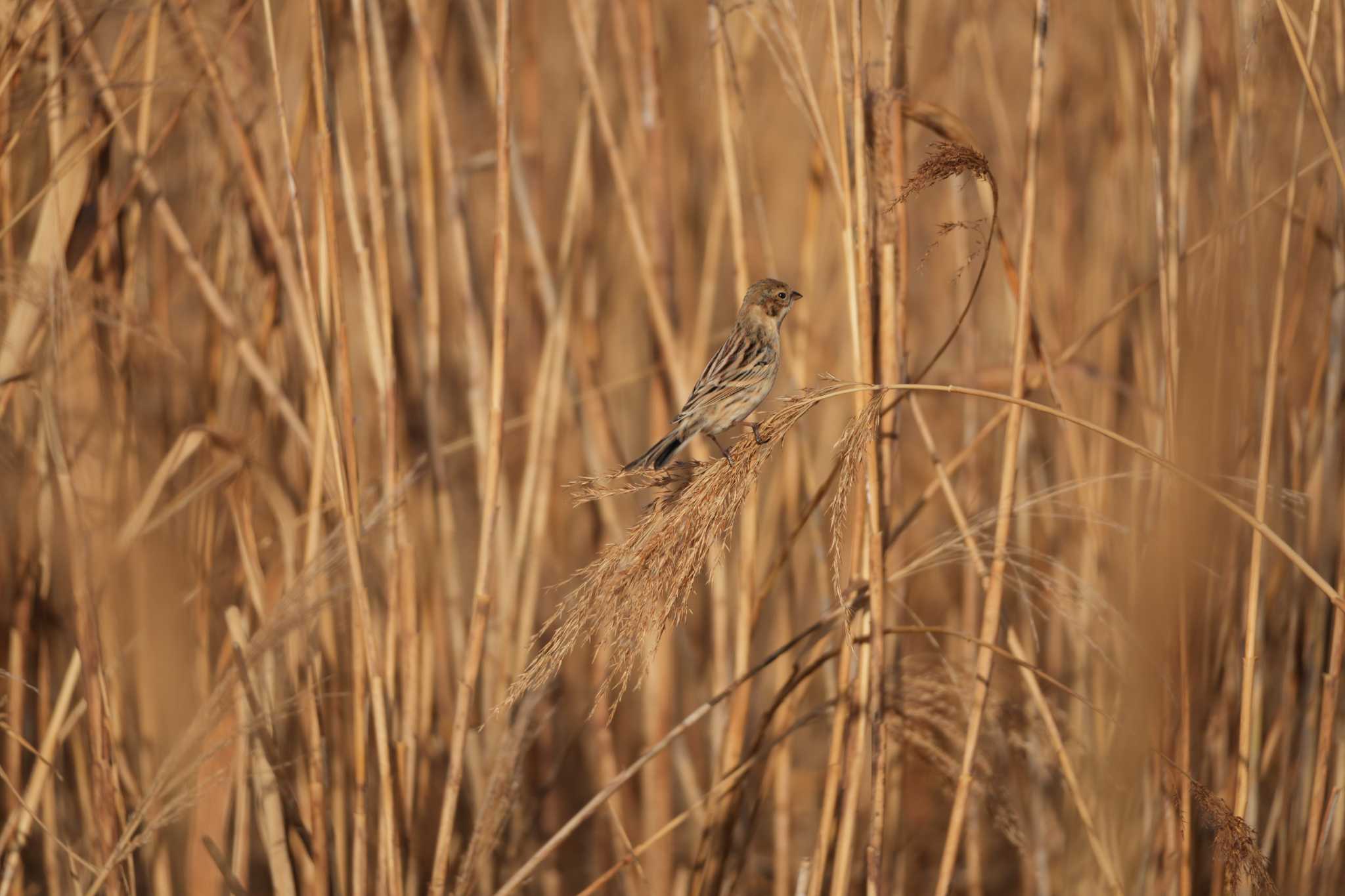 Pallas's Reed Bunting