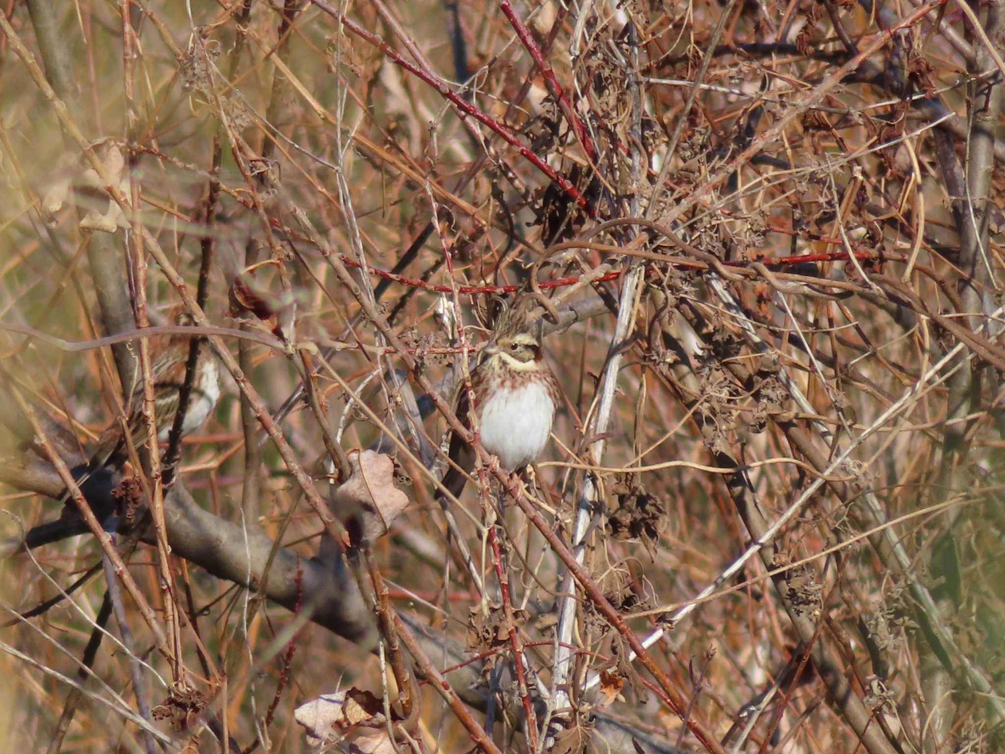 Rustic Bunting