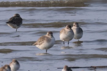 Sanderling Daijugarami Higashiyoka Coast Fri, 1/12/2024