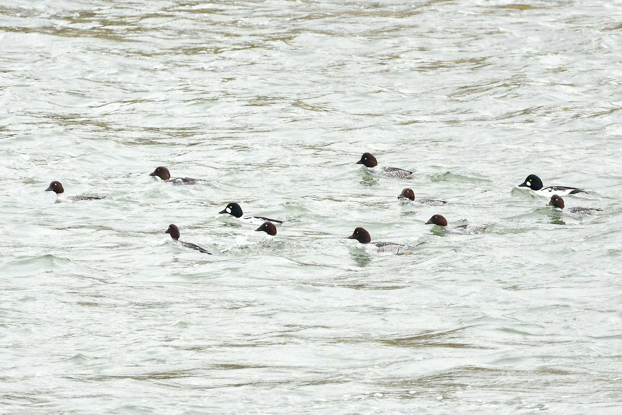 北海道 ホオジロガモの写真 by Markee Norman