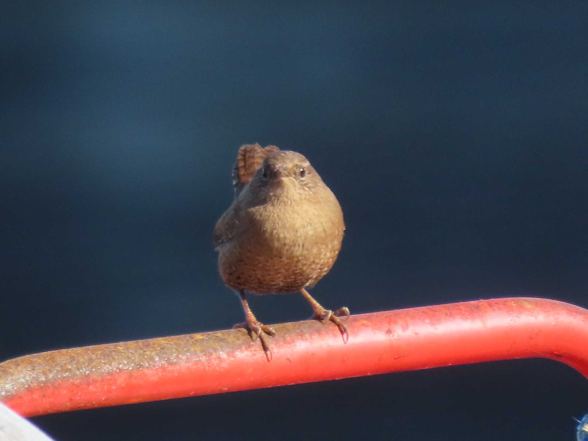 Eurasian Wren