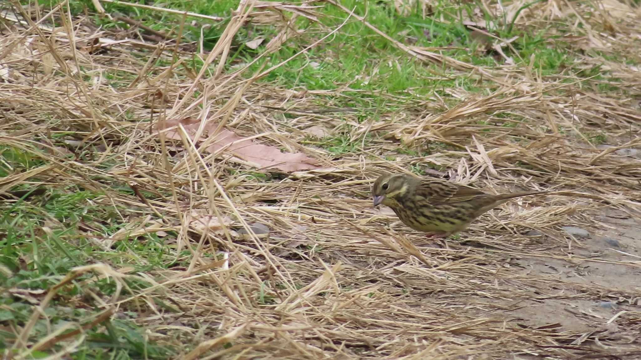 Masked Bunting