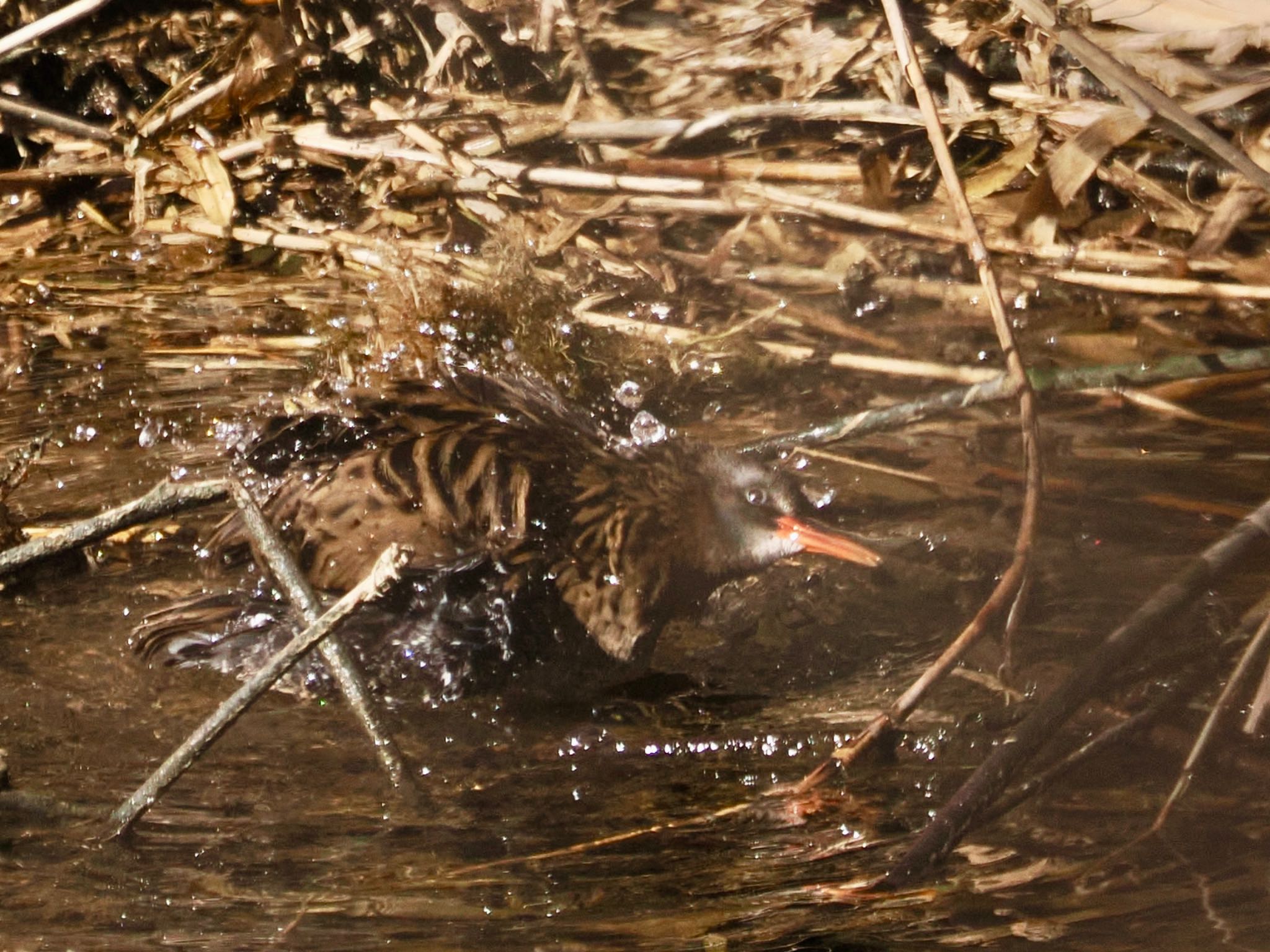 Brown-cheeked Rail