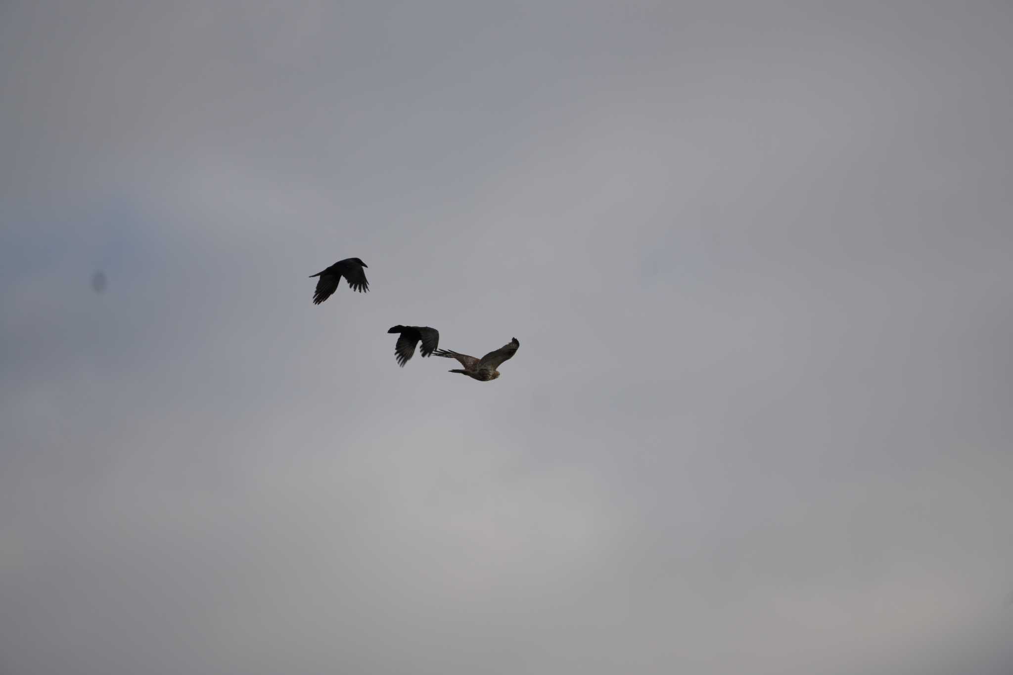 Eastern Buzzard