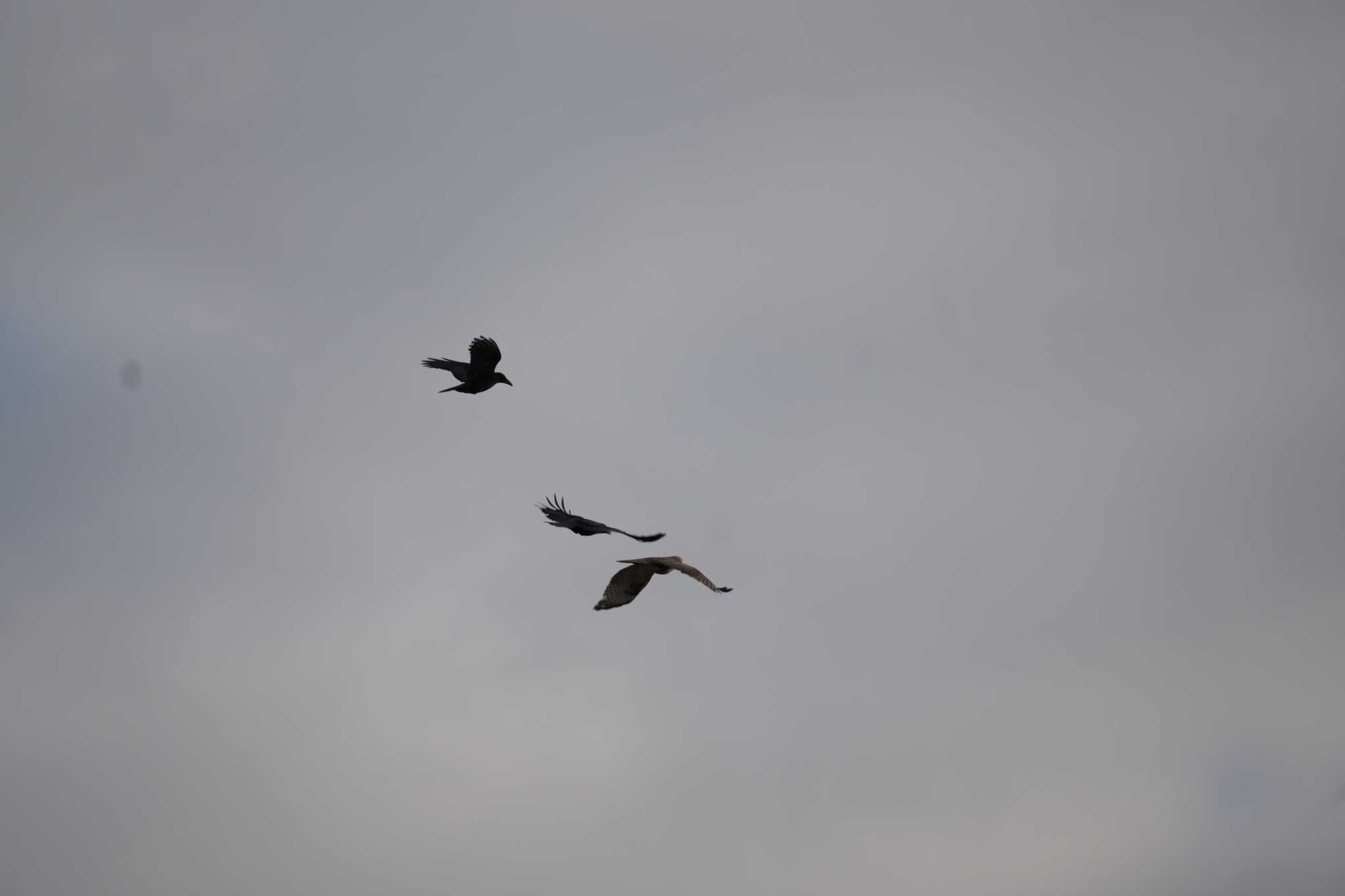 Eastern Buzzard