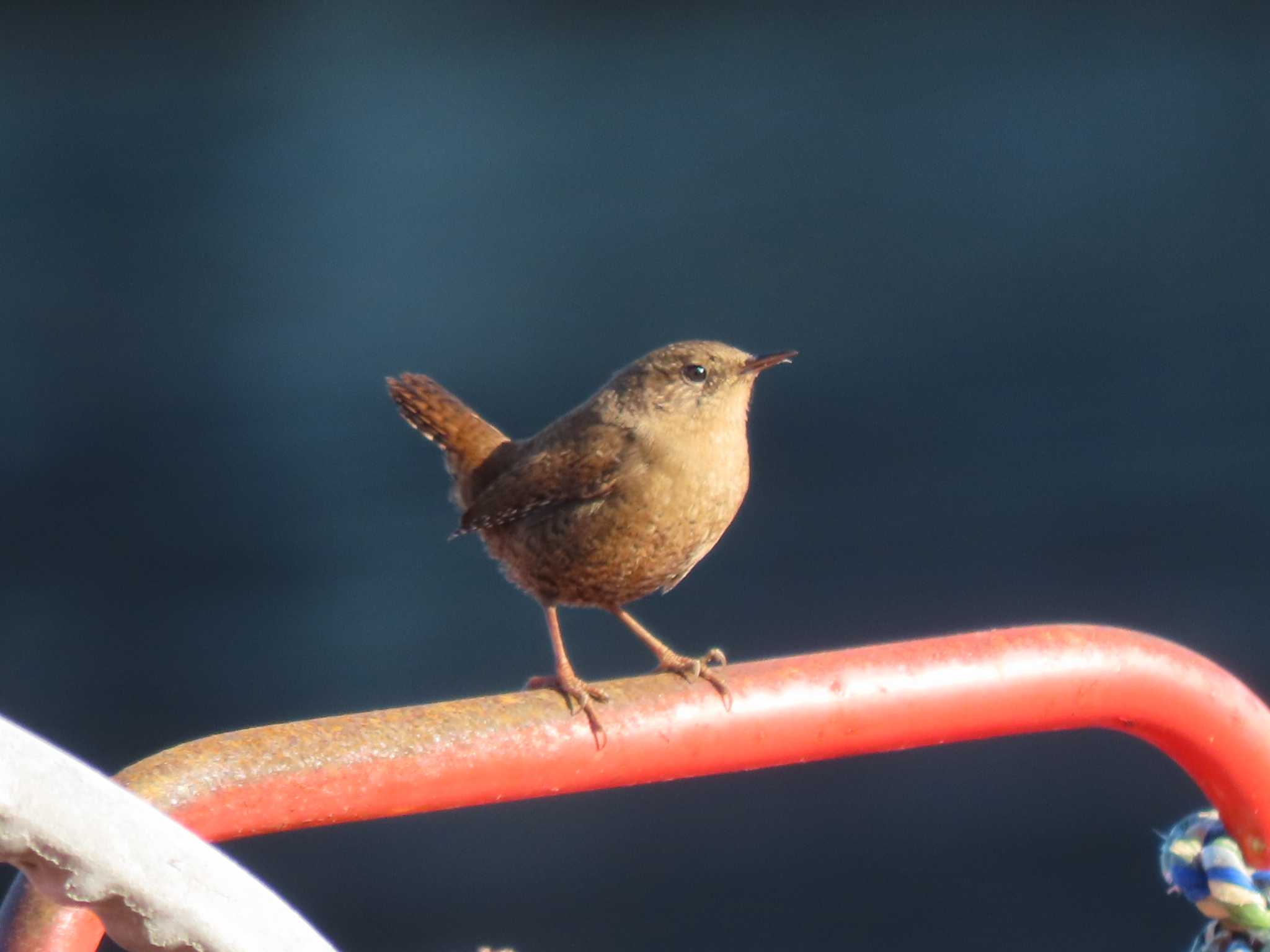 Eurasian Wren