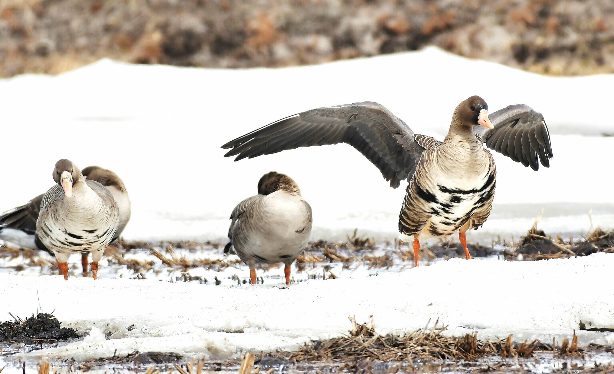 Greater White-fronted Goose