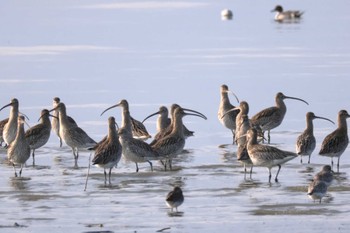 Eurasian Curlew Daijugarami Higashiyoka Coast Fri, 1/12/2024