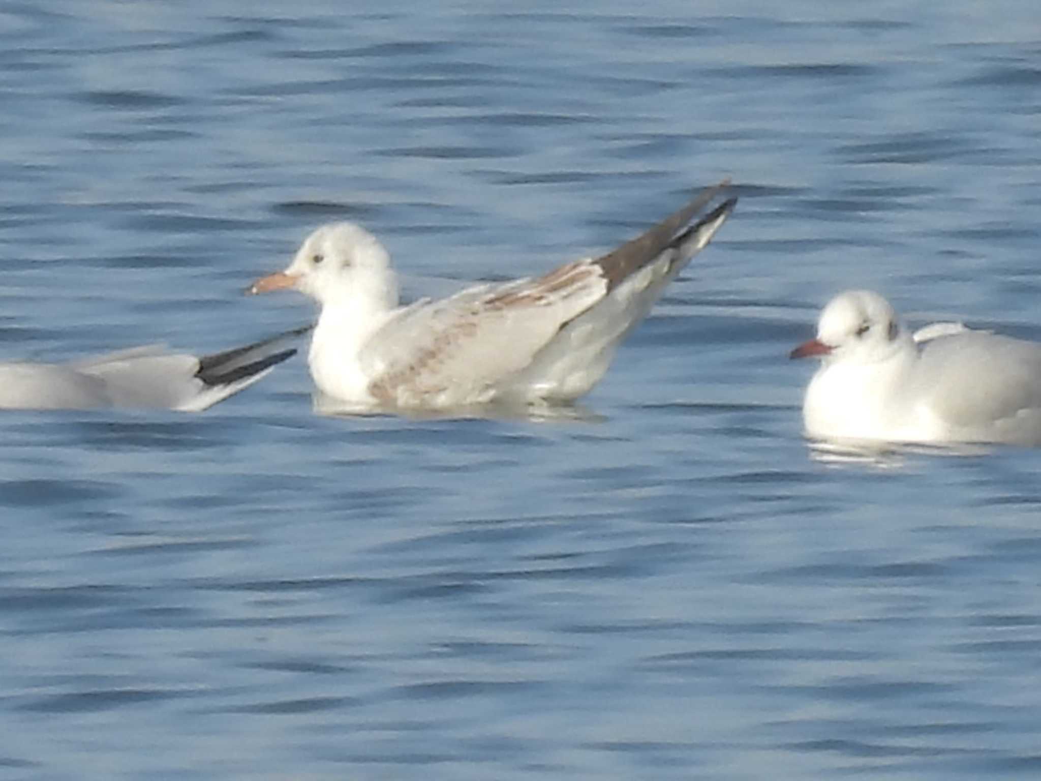 Black-headed Gull