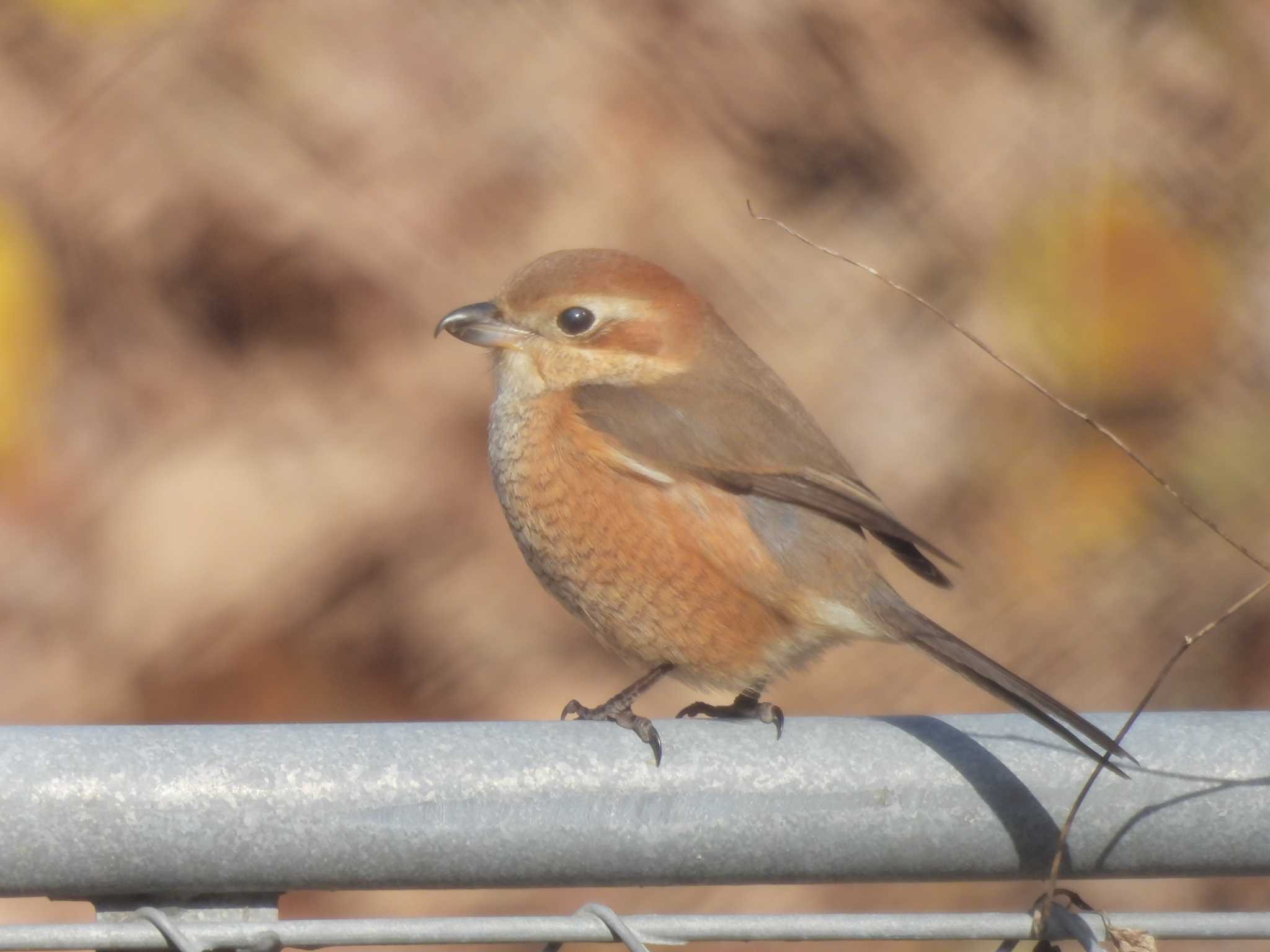 Photo of Bull-headed Shrike at 淀川河川公園 by ゆりかもめ