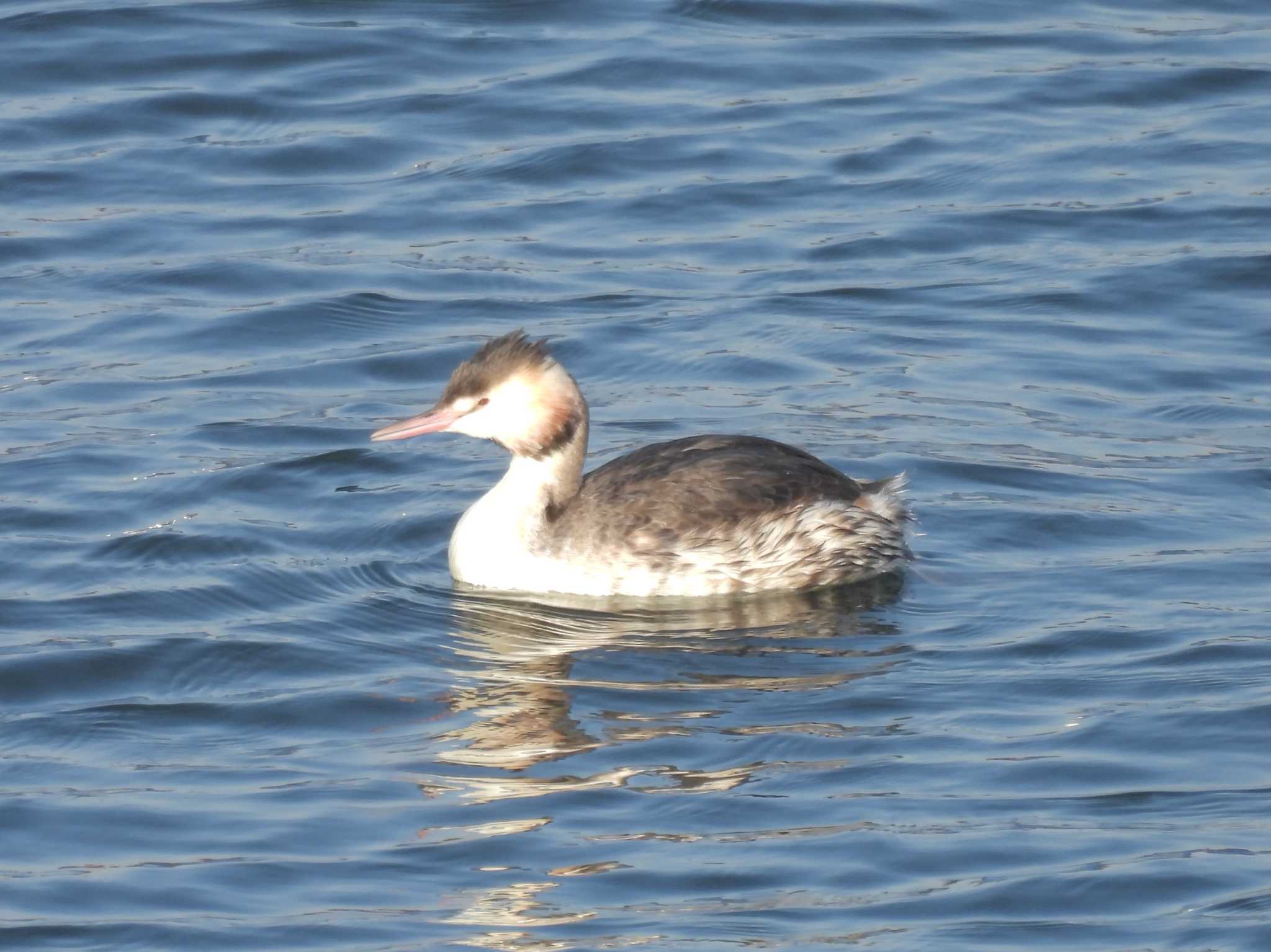 Great Crested Grebe