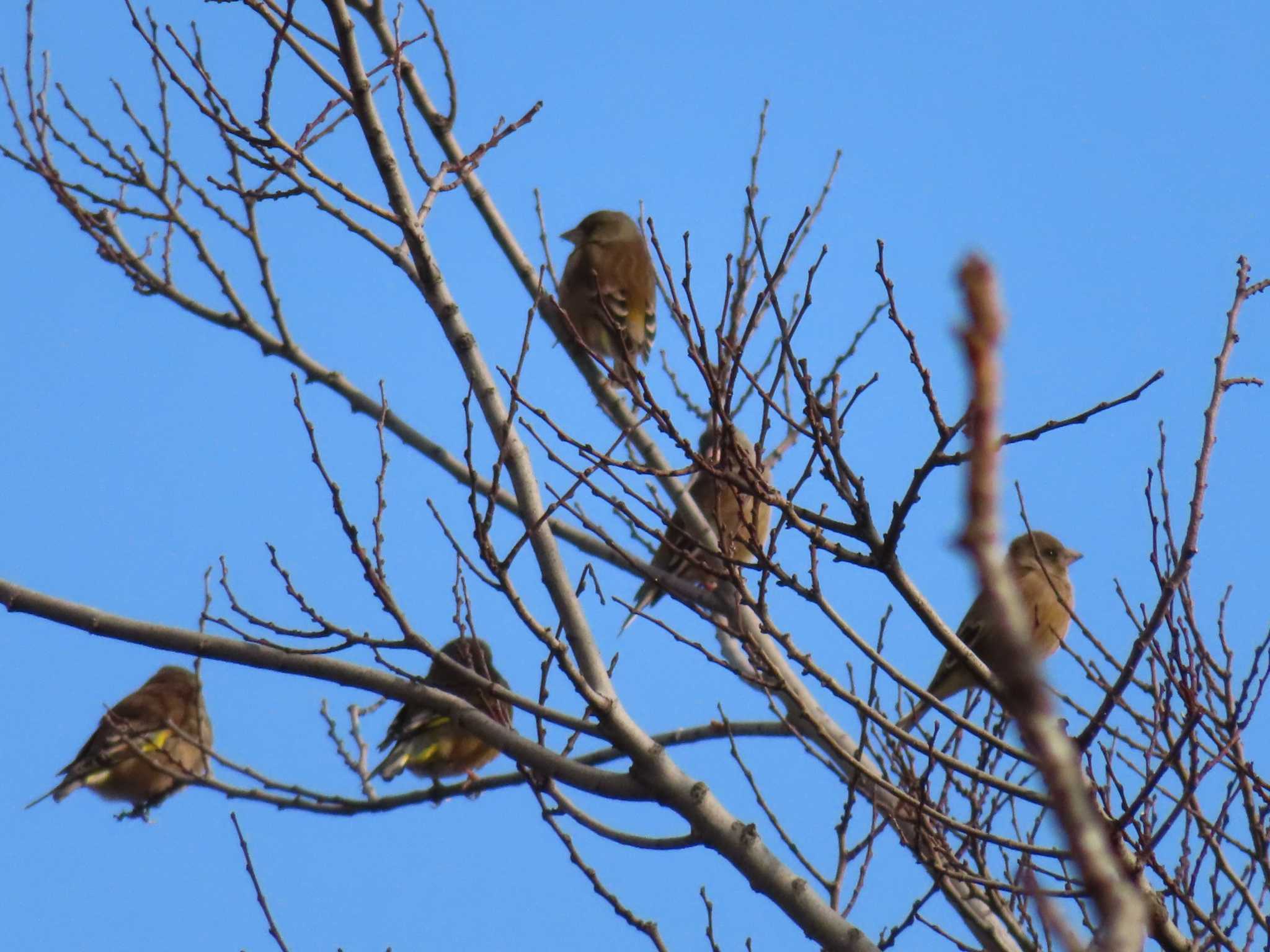 Grey-capped Greenfinch