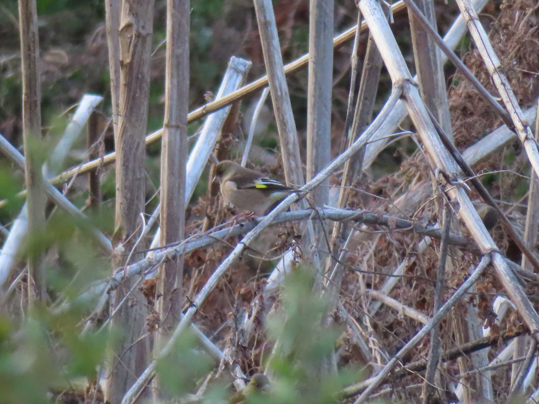 Grey-capped Greenfinch