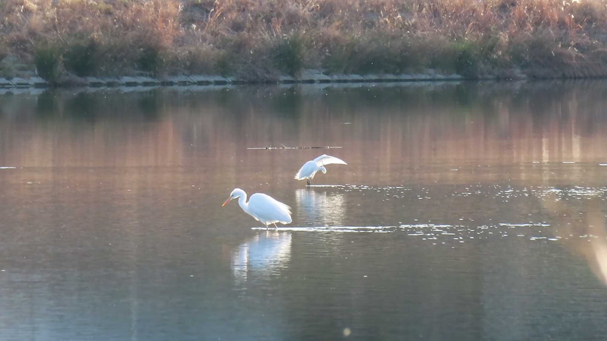 Great Egret