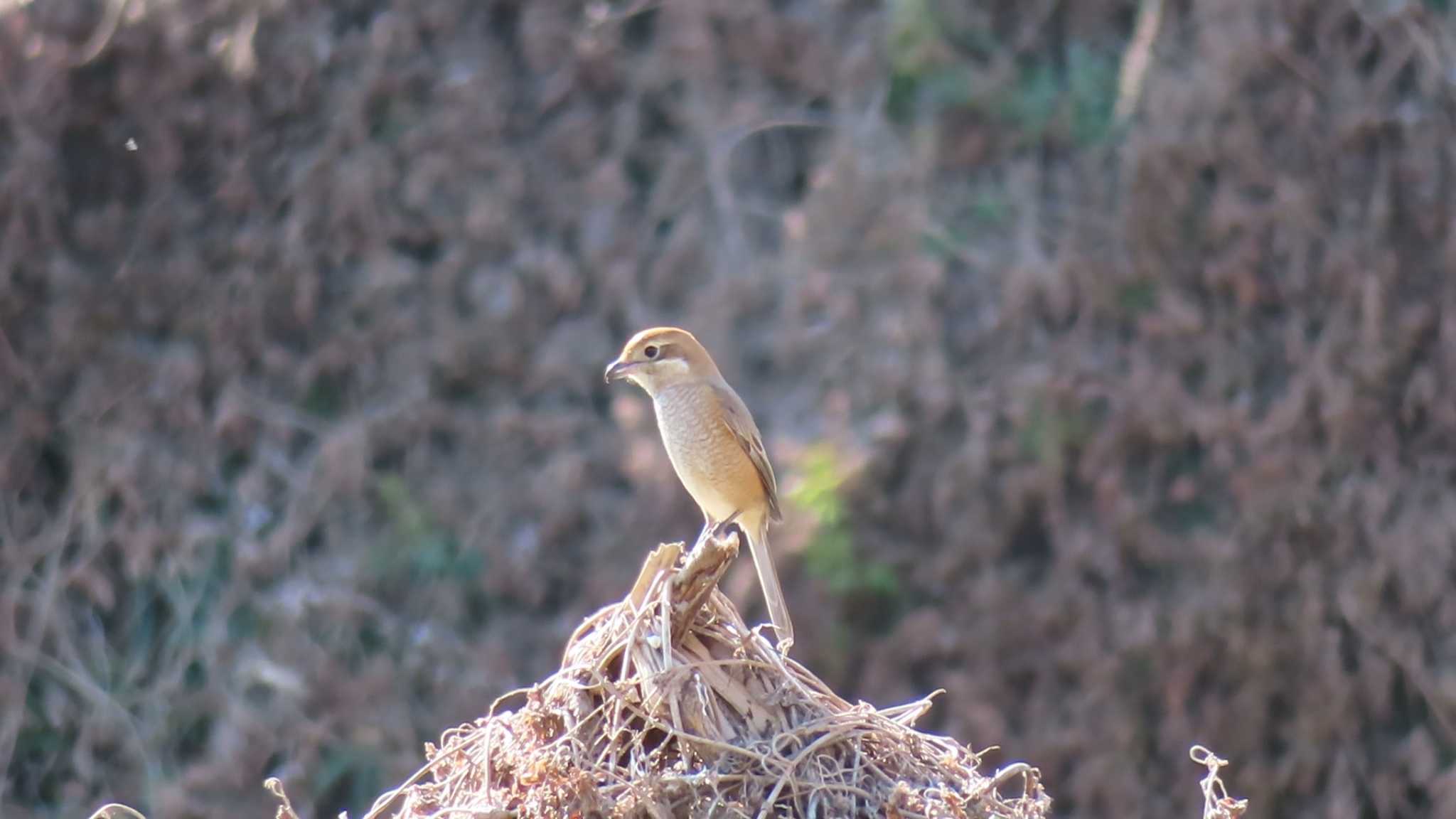 Bull-headed Shrike