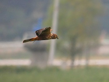 チュウヒ 稲敷市 2018年10月23日(火)