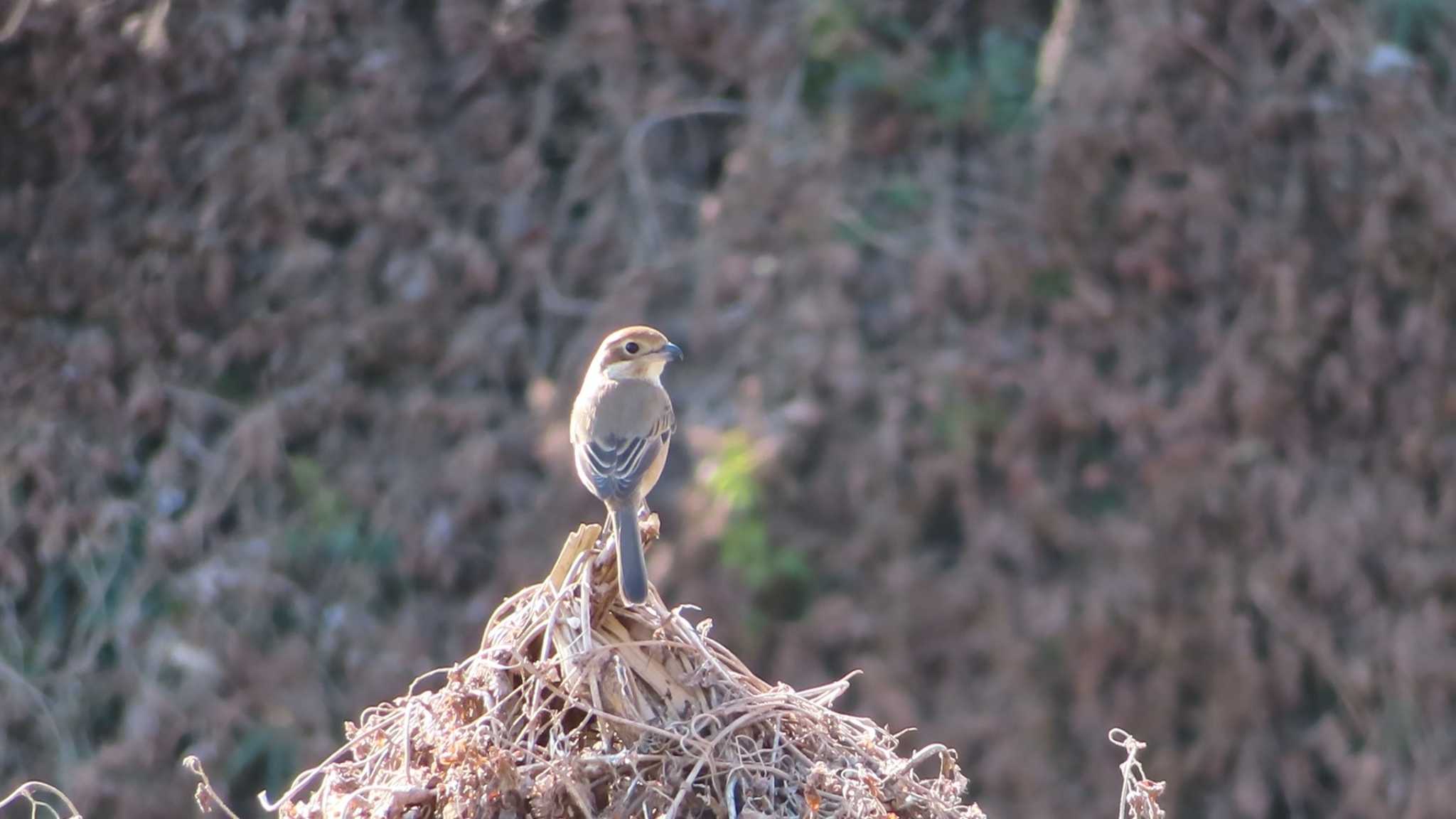 Bull-headed Shrike