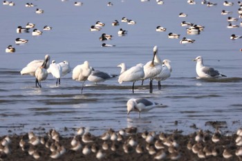 Black-faced Spoonbill Daijugarami Higashiyoka Coast Fri, 1/12/2024