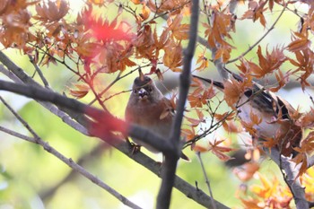 アトリ 天拝山歴史自然公園 2023年12月2日(土)