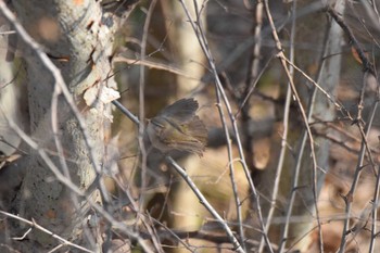 Japanese Bush Warbler Unknown Spots Sat, 12/30/2023