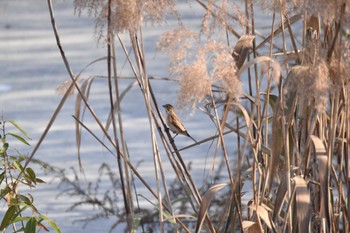 Common Reed Bunting Unknown Spots Sat, 12/30/2023