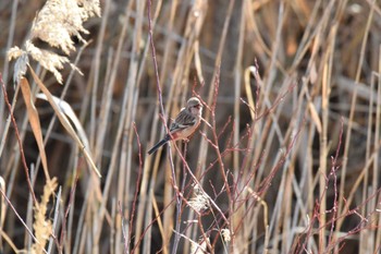 Siberian Long-tailed Rosefinch Unknown Spots Sun, 1/7/2024