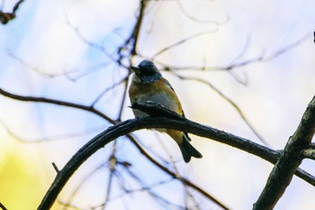 Brambling Hayatogawa Forest Road Fri, 1/12/2024