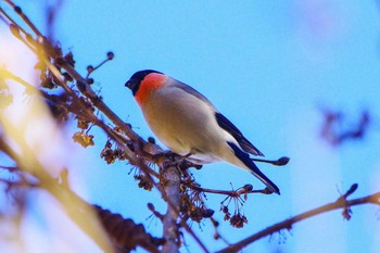 Eurasian Bullfinch(rosacea) Hayatogawa Forest Road Fri, 1/12/2024