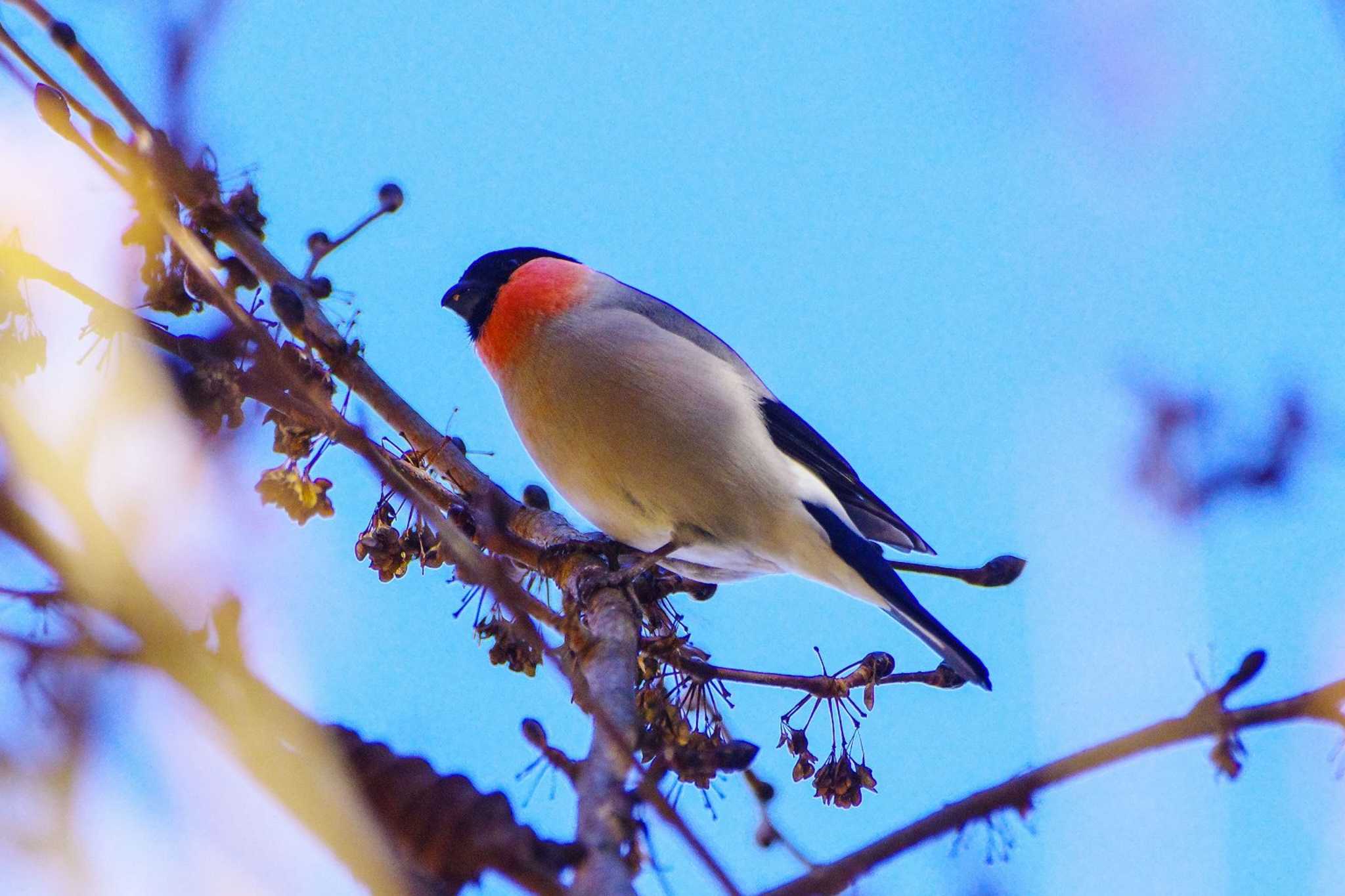 Eurasian Bullfinch(rosacea)