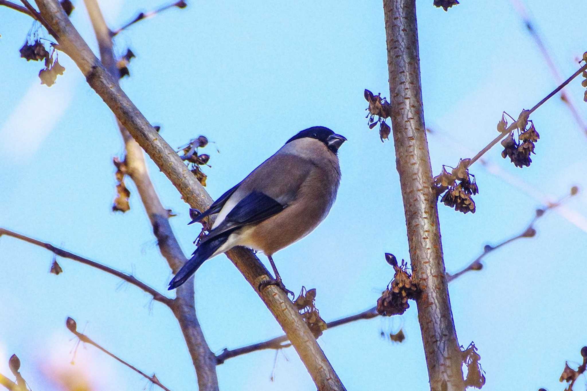 Eurasian Bullfinch(rosacea)