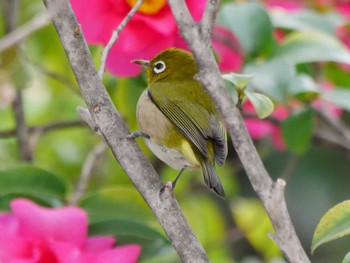 Warbling White-eye 東京都 Wed, 1/3/2024