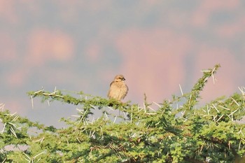 Donaldson Smith's Sparrow-Weaver Amboseli National Park Thu, 12/28/2023